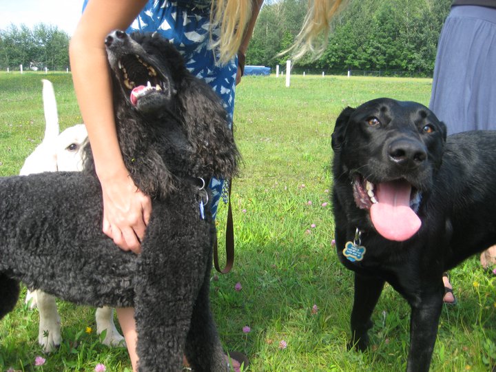 Frankfort dog park location chosen