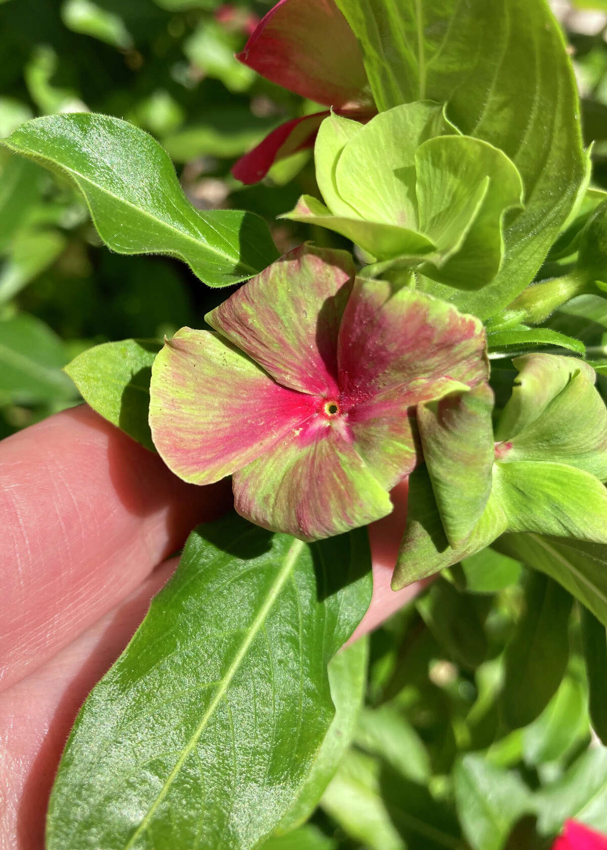Tree's 'knees' head toward home's foundation