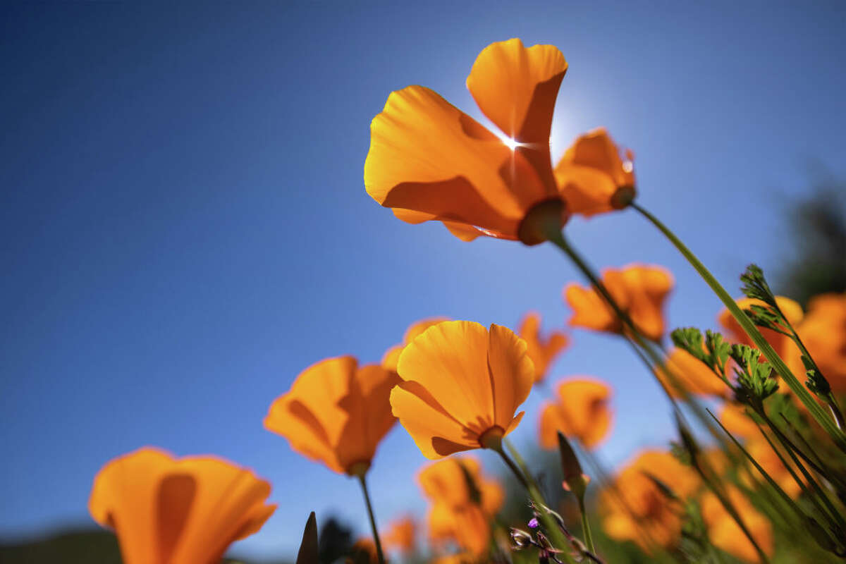 calif-s-superblooms-are-so-large-they-can-be-seen-from-space