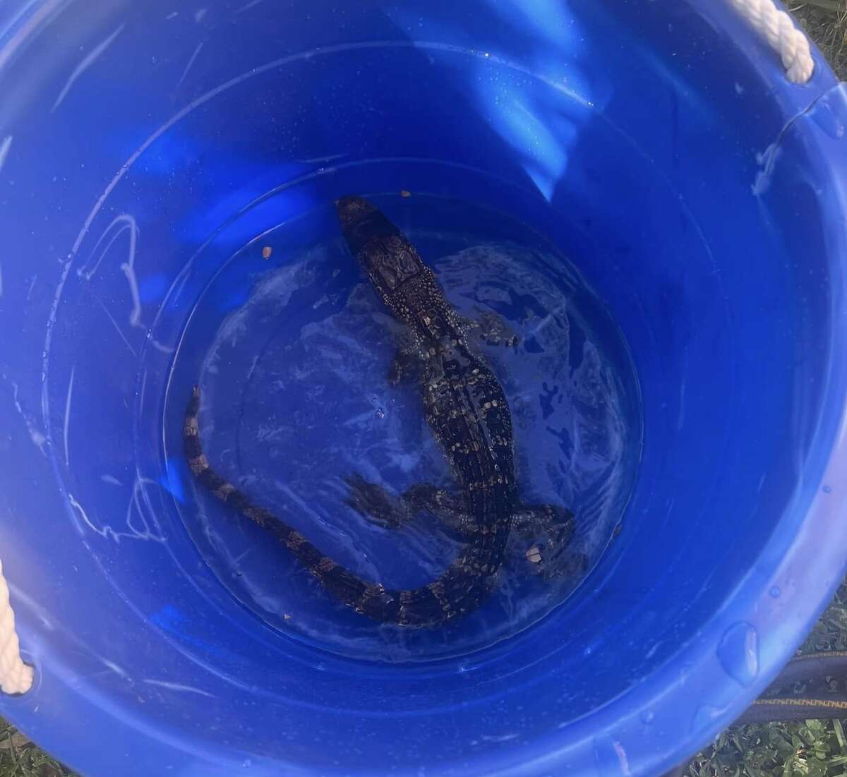 Baby alligator rescued by Harris County officials in Spring