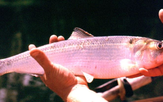 Hudson River shad, herring protected from being sucked into pipes - Vimarsana News