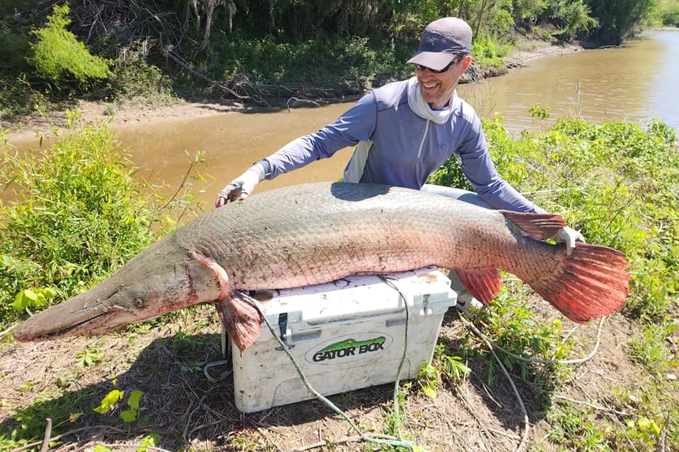 Pending world record alligator gar reeled in by angler in Texas