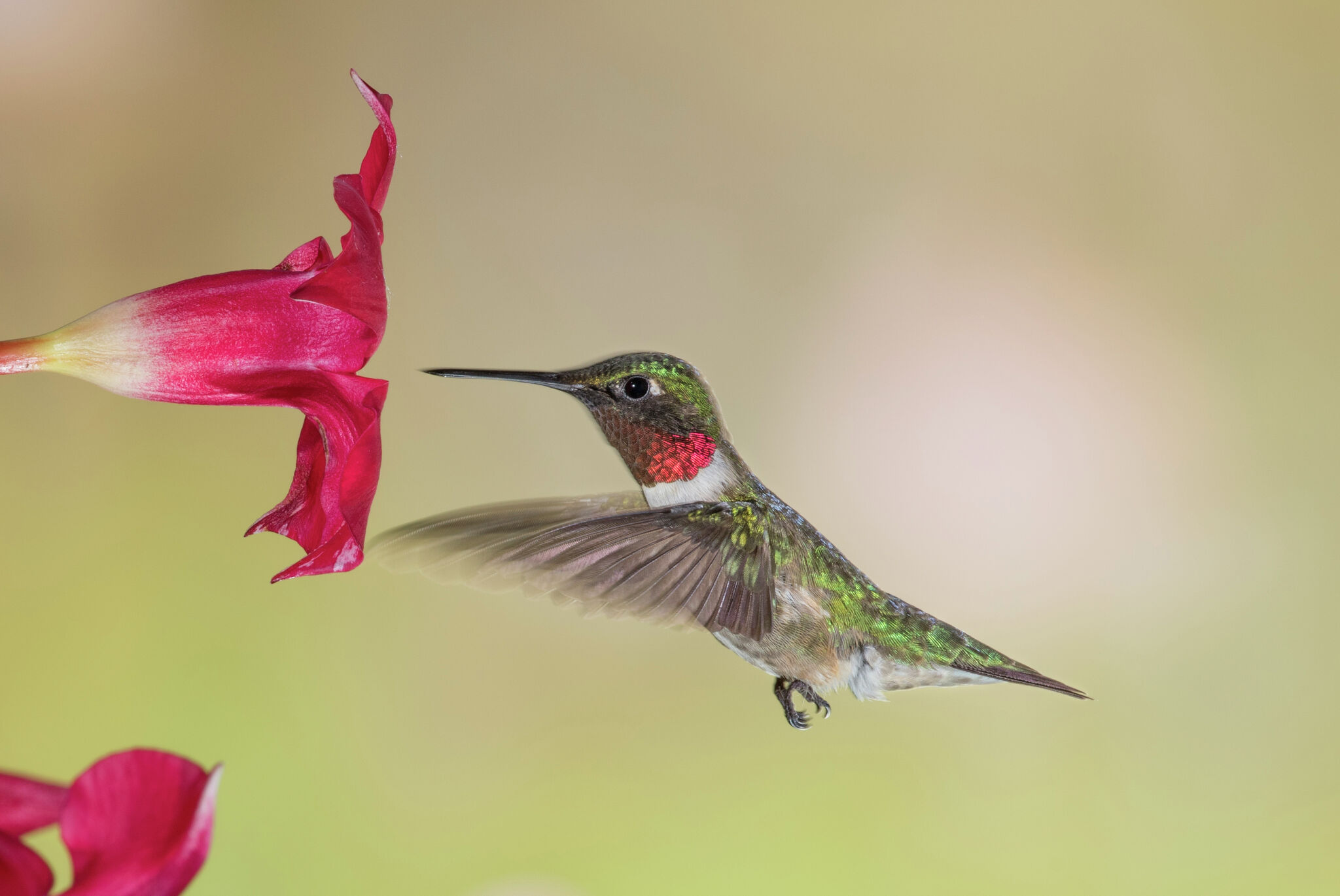 Michigan residents can attract hummingbirds with these flowers