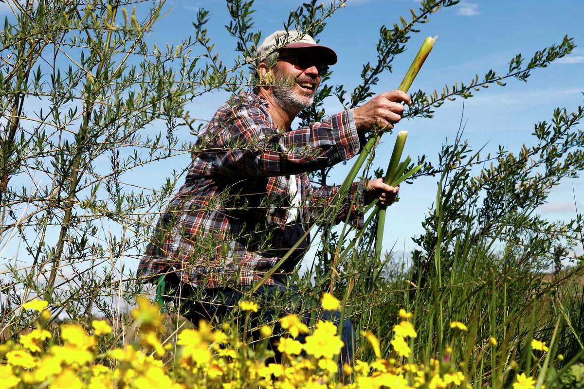 加州大学伯克利分校环境科学、政策和管理系的丹尼斯·巴尔多奇在奥克利与奈特斯滕小学的学生进行实地考察时，从荷兰沼泽中收集了土样。