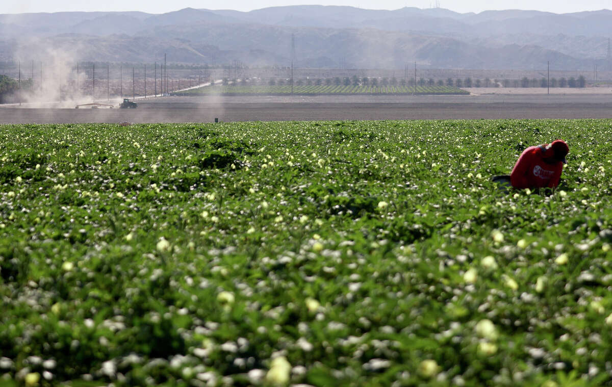 FILE: A farmworker stands in an okra field on July 13, 2022, near Coachella, Calif. 