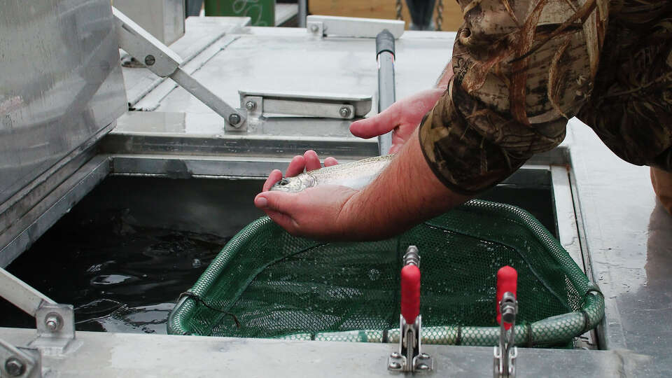Texas Parks and Wildlife Department is scheduled to release 550 catfish into Burke Crenshaw Park Lake on Friday.