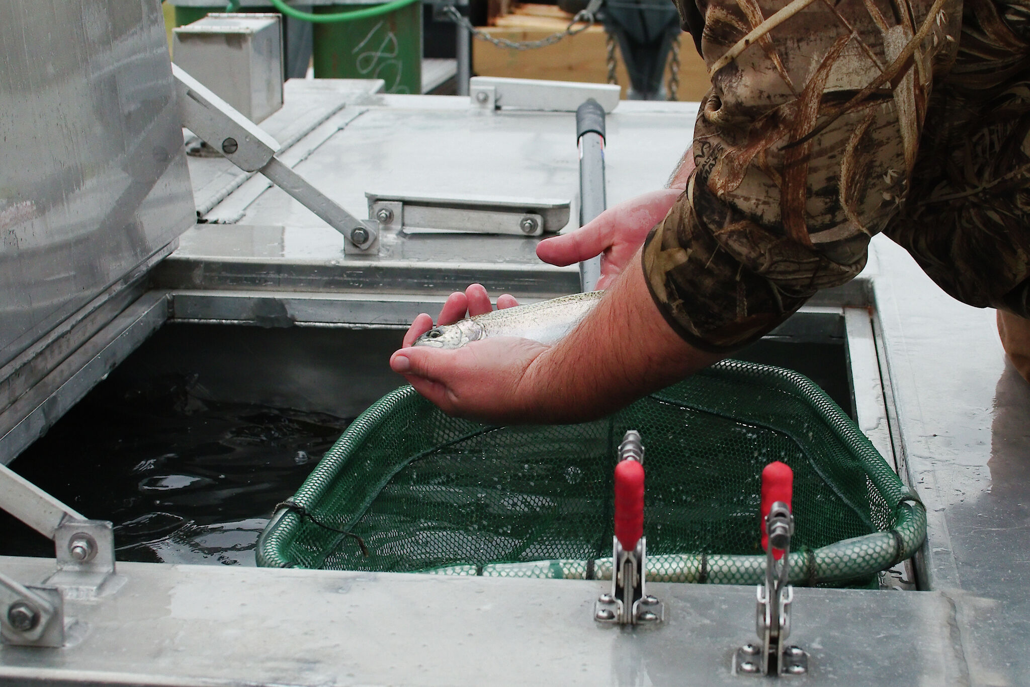 550 catfish to be released in Houstonarea lake for residents to catch