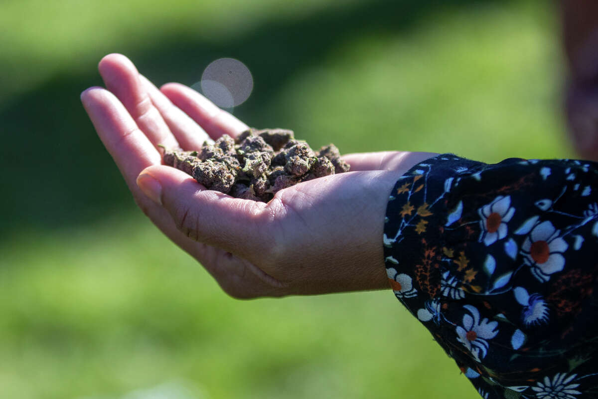 Marijuana is distributed at the 420 Hippy Hill party in Golden Gate Park in San Francisco, California on April 20, 2023.