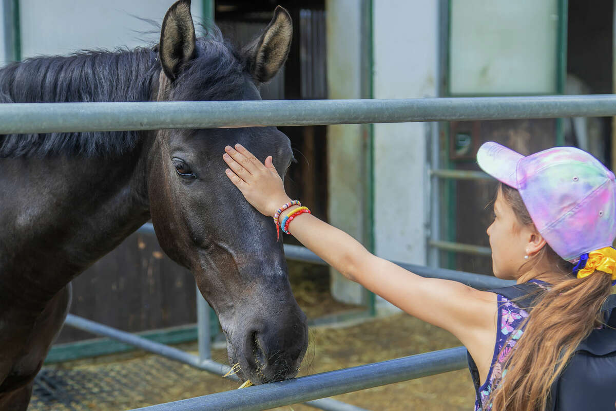 Stock image of a child touching a horse. 