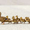 A Webster, Texas police officer stopped traffic to help a mother duck and her ducklings cross the street. 