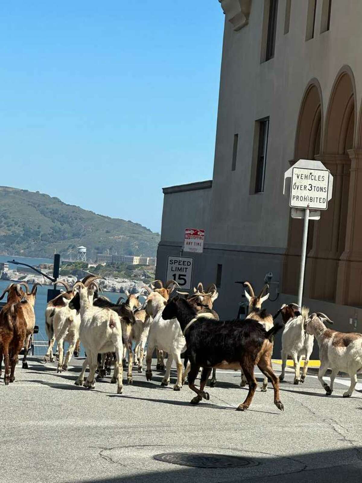 Video shows herd of escaped goats blocking traffic near SF park