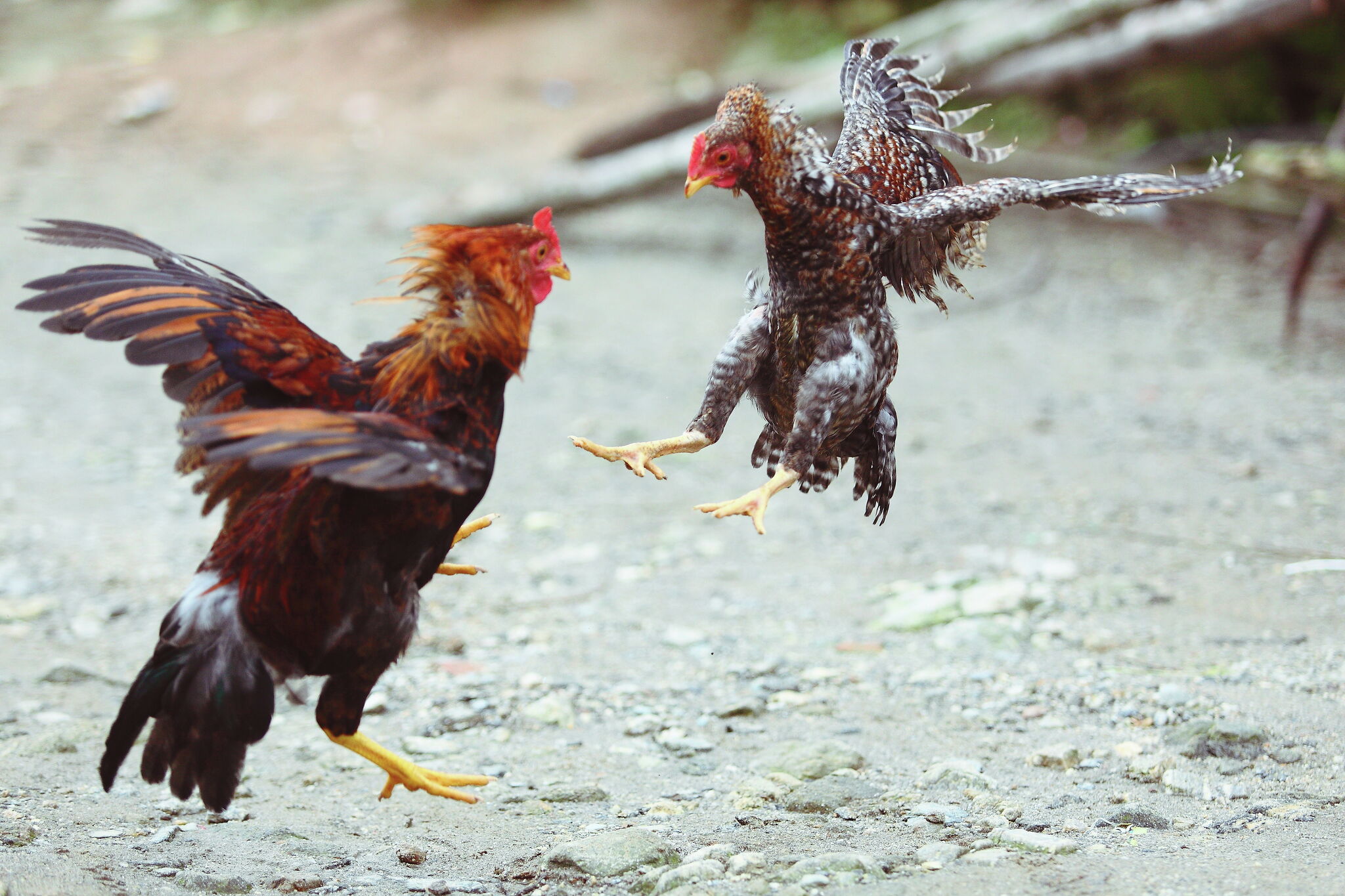 Live Roosters Used For Cockfighting Seized In Laredo 