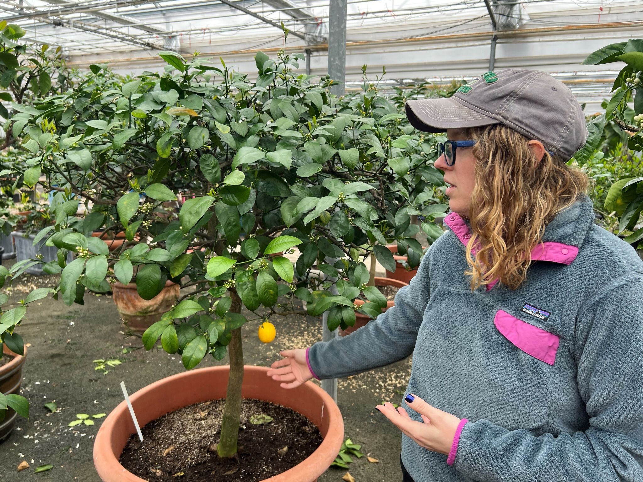 CT business preserves trees and plants for owners through winter - Vimarsana News
