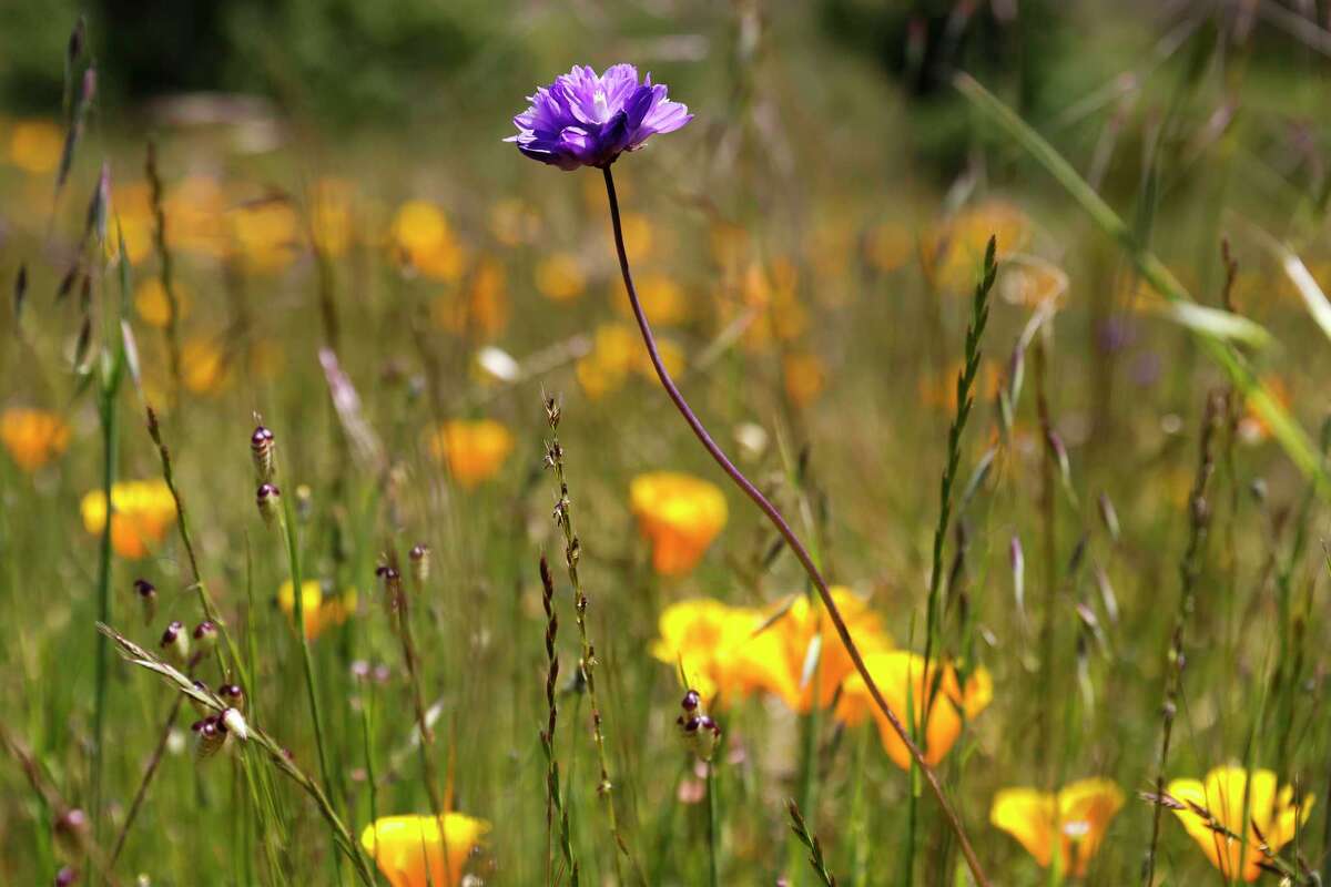 The science behind California superblooms, explained