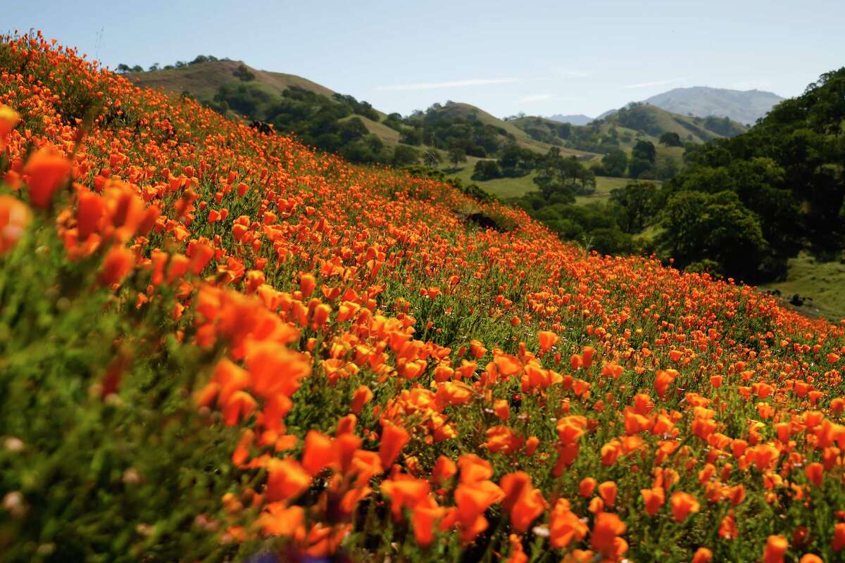 野花盛开的小径壳岭核桃溪市的开放空间。加州北部花朵往往更比在南加州参差不齐。