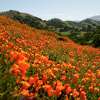 2023年4月20日星期四，加利福尼亚州核桃溪的贝壳岭开放空间小径上盛开着野花。