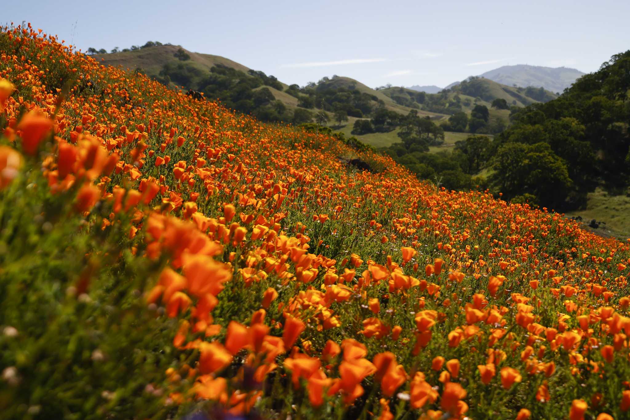 The science behind California superblooms, explained - Vimarsana News