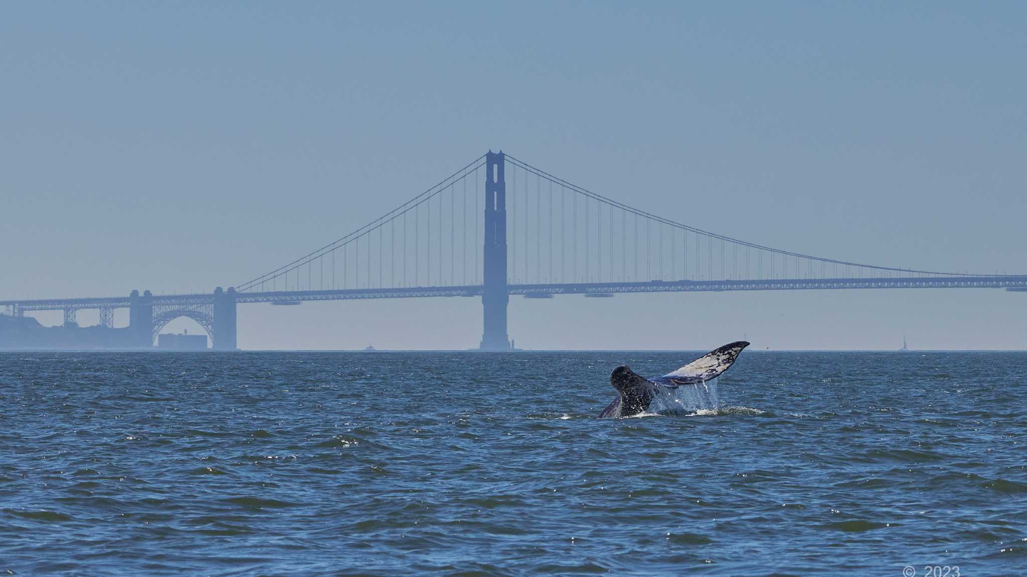 Gray whale busts record for most time spent in San Francisco Bay
