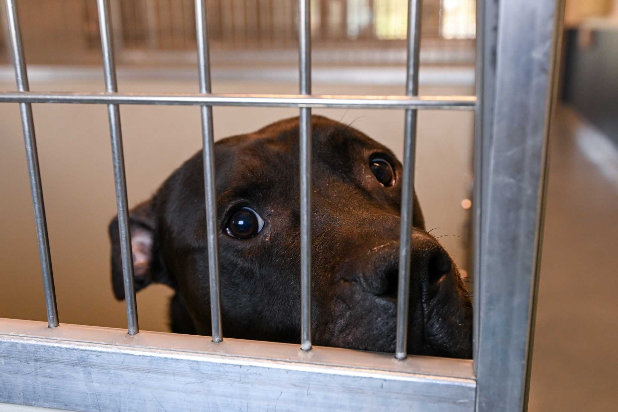 Mohawk Hudson Humane Society gets $700K to relieve sheltering crisis - Vimarsana News