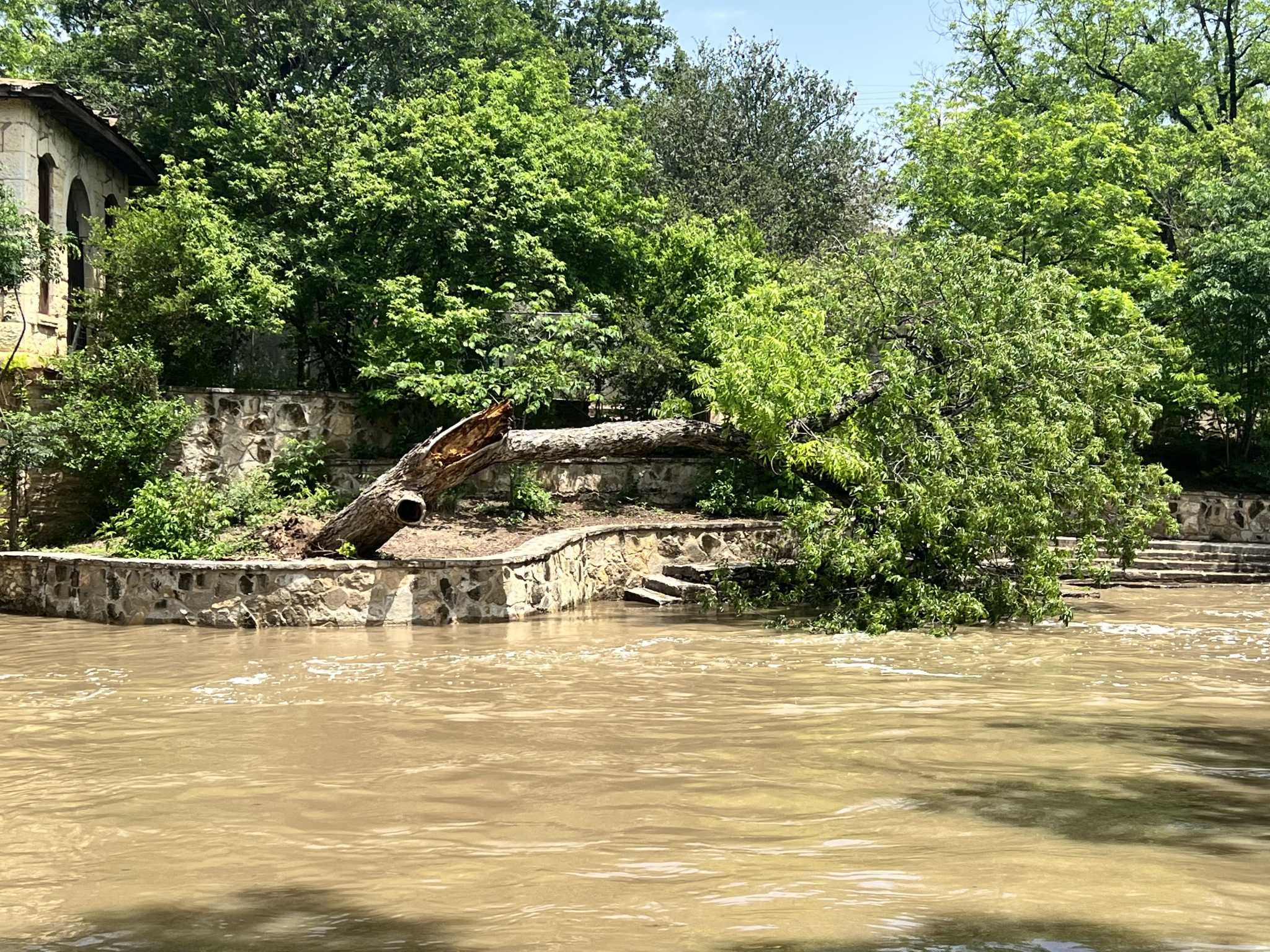 Severe weather fells 20inch pecan tree in Brackenridge Park