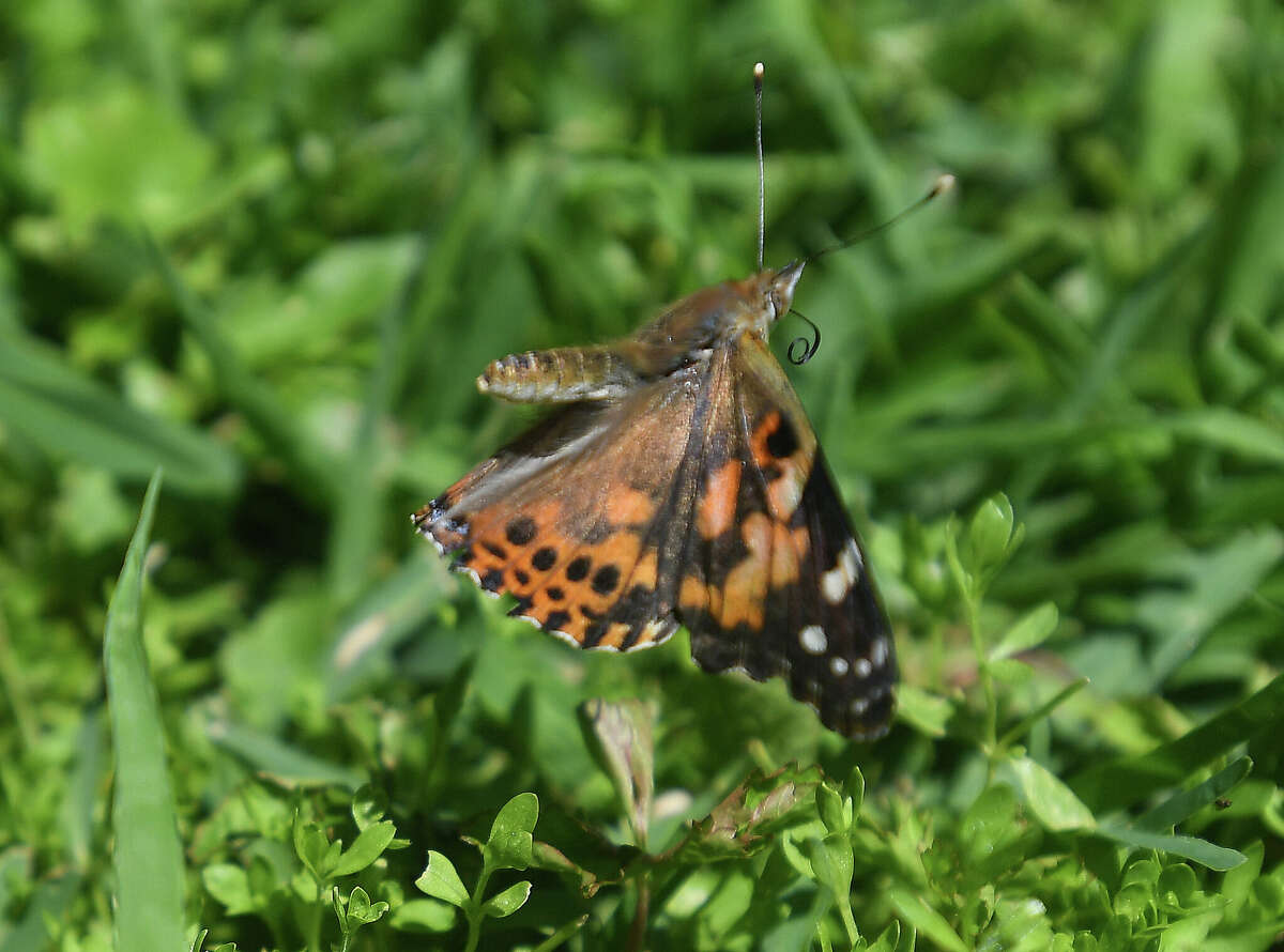 Shangri La draws huge crowd for annual butterfly release on Earth Day