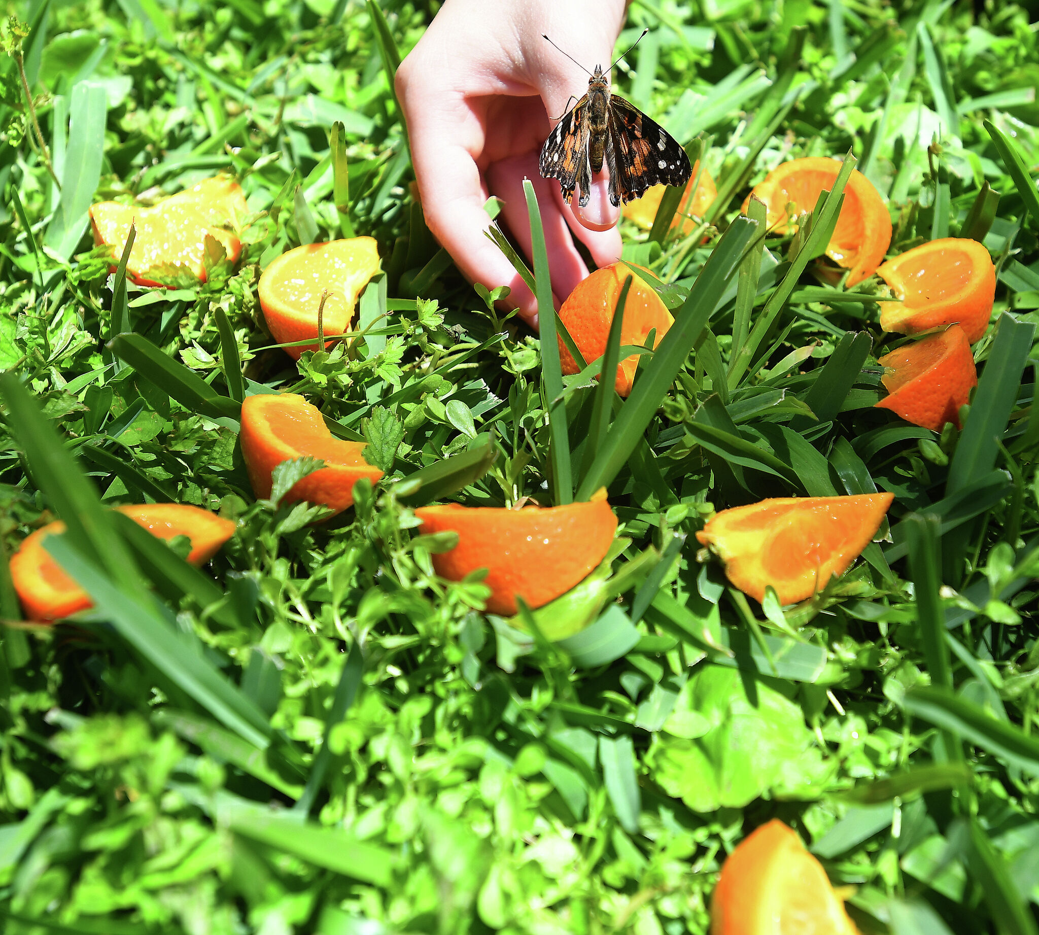 Beaumont butterfly release planned for Recovery Month 2023