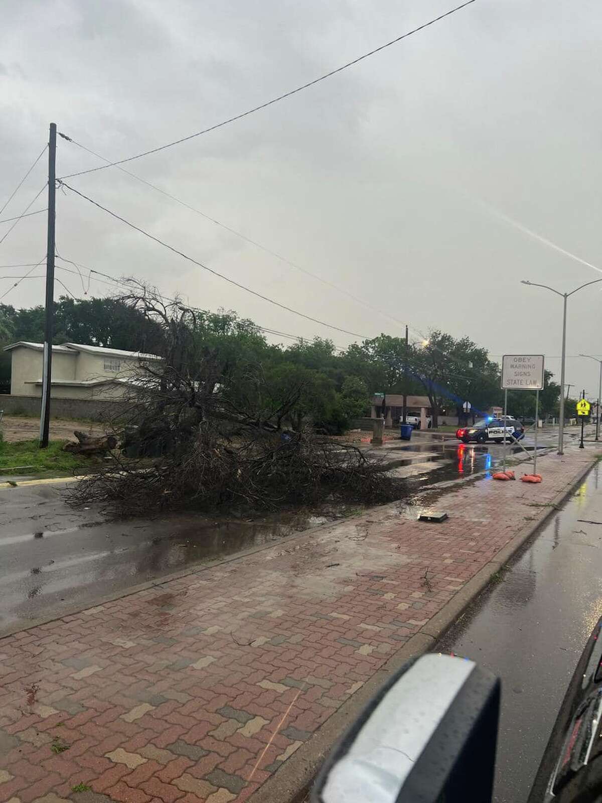 Pictured is a tree that fell during storms that hit Laredo on Sunday morning.