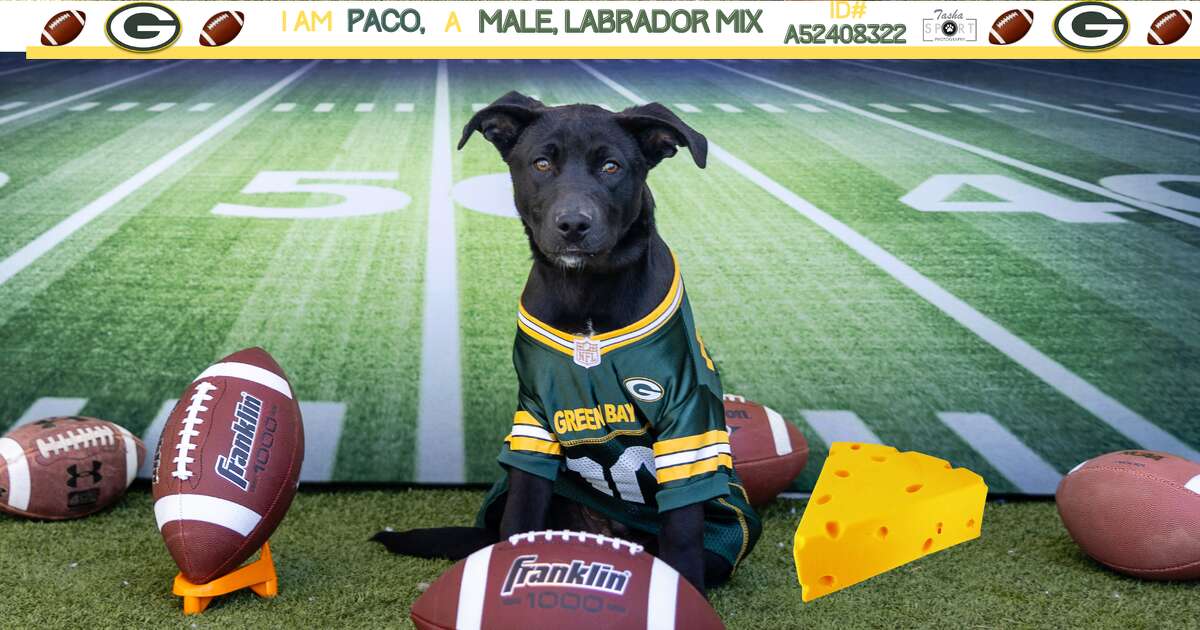 "Paco" male Labrador mix. 