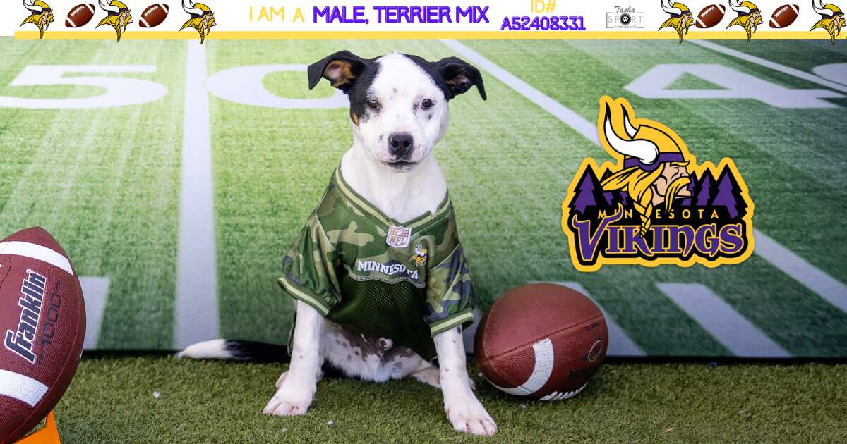 Male Terrier mix. 