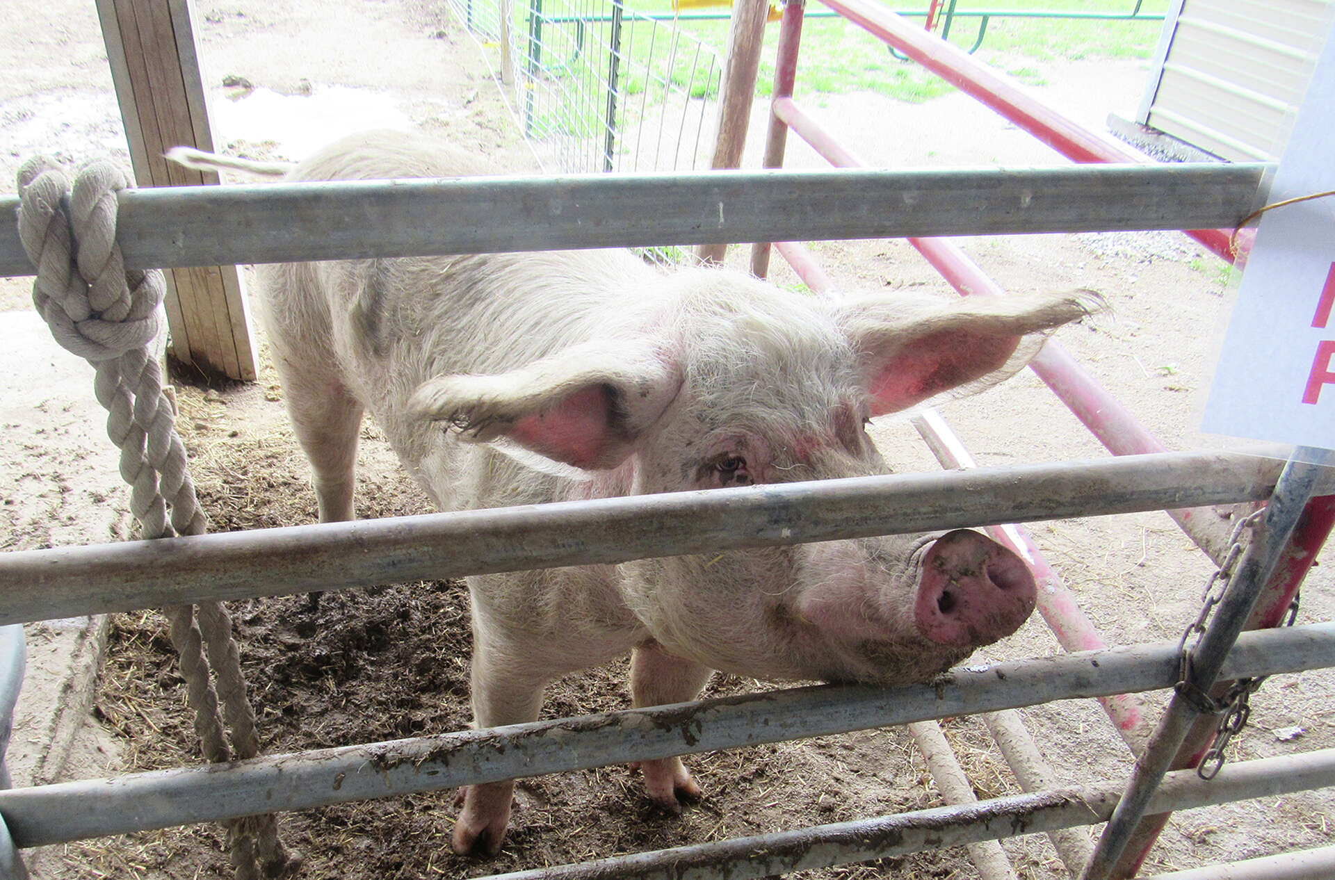 Randy’s Rescue Ranch shares love of animals in grand reopening
