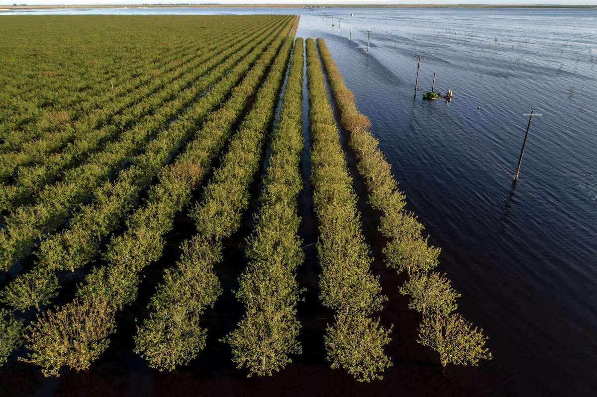 The revived Tulare Lake has flooded these rows of pistachio trees. The floodwaters could linger well into next year.