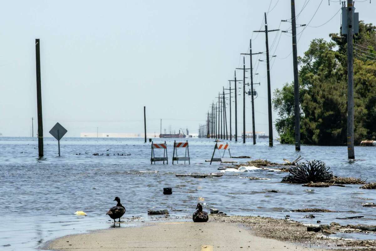 Two ducks take a break at a road closure in Kings County amid the return of Tulare Lake.