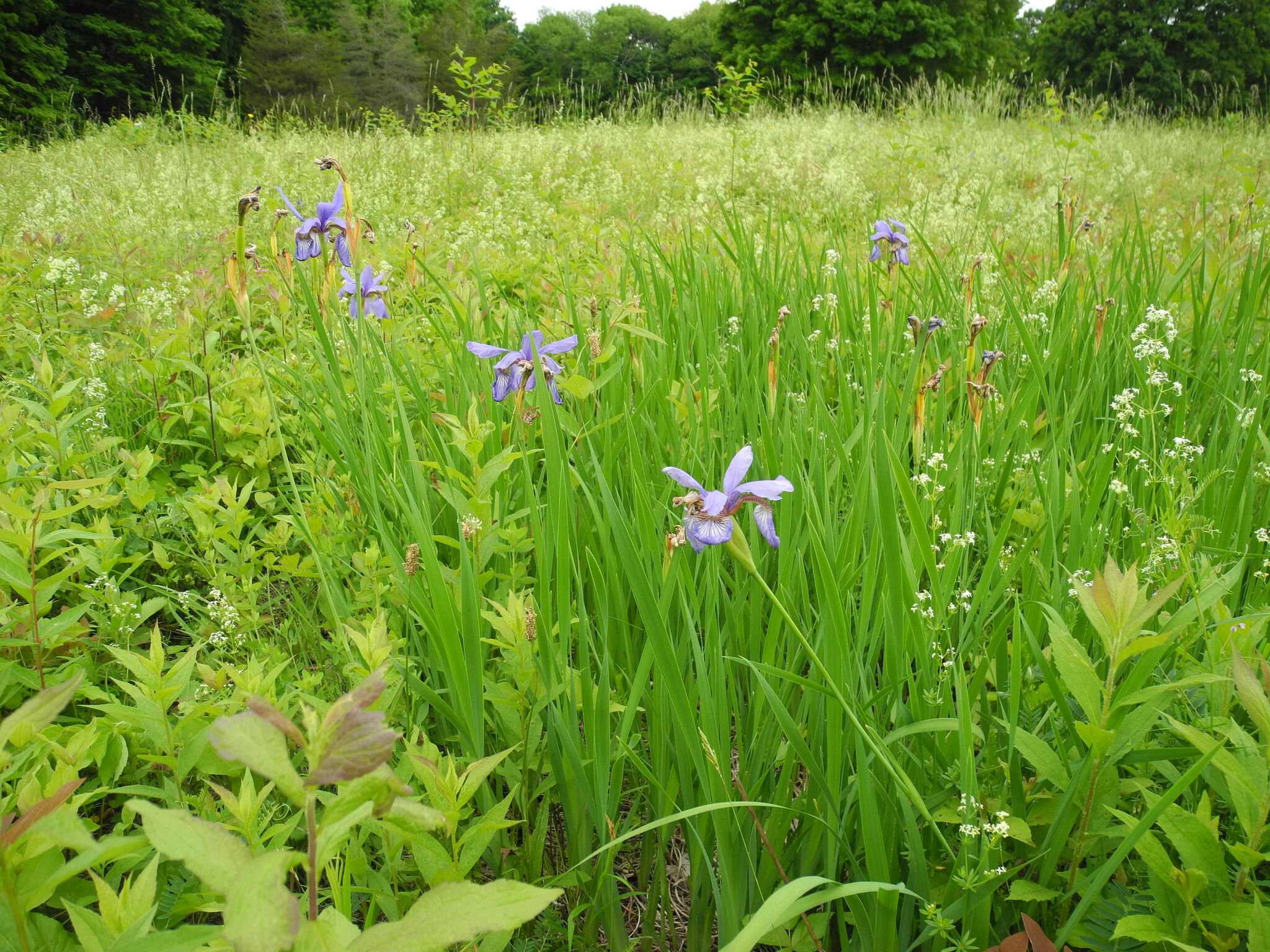 Wilton Land Conservation Trust seeks small changes at open space site - Vimarsana News