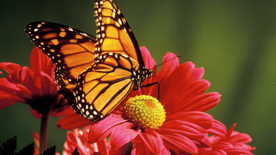 Zinnias are a nectar source monarch butterflies, as well as a seed source for birds.