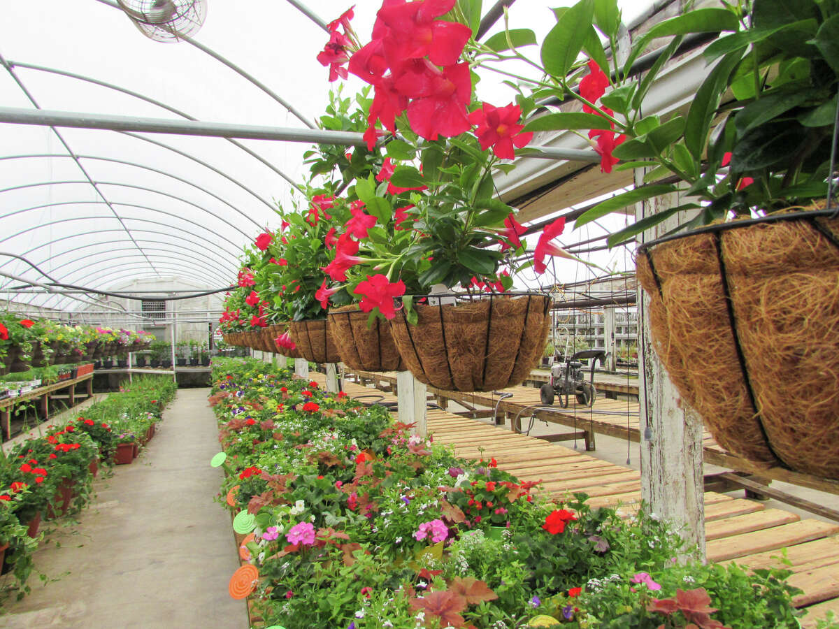 Midland's Roy Kutchey Greenhouse to reopen as Rooted by Keits Friday