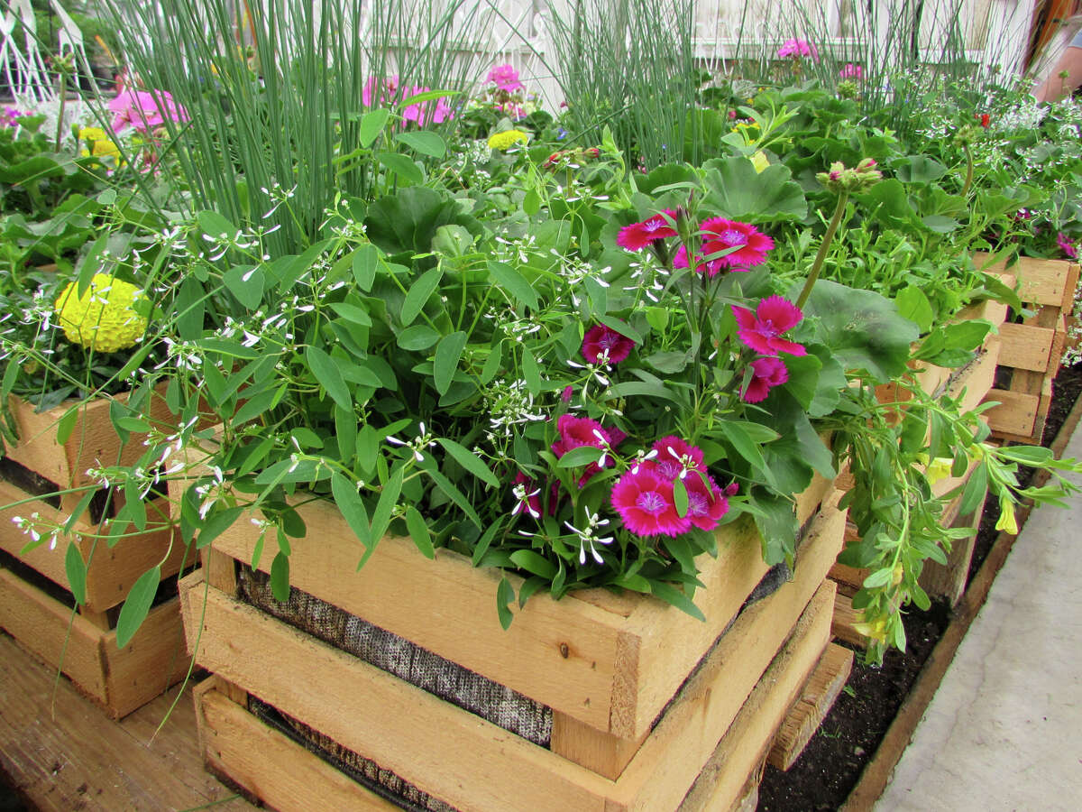 Midland's Roy Kutchey Greenhouse to reopen as Rooted by Keits Friday