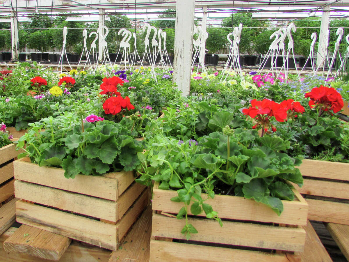 Midland's Roy Kutchey Greenhouse to reopen as Rooted by Keits Friday