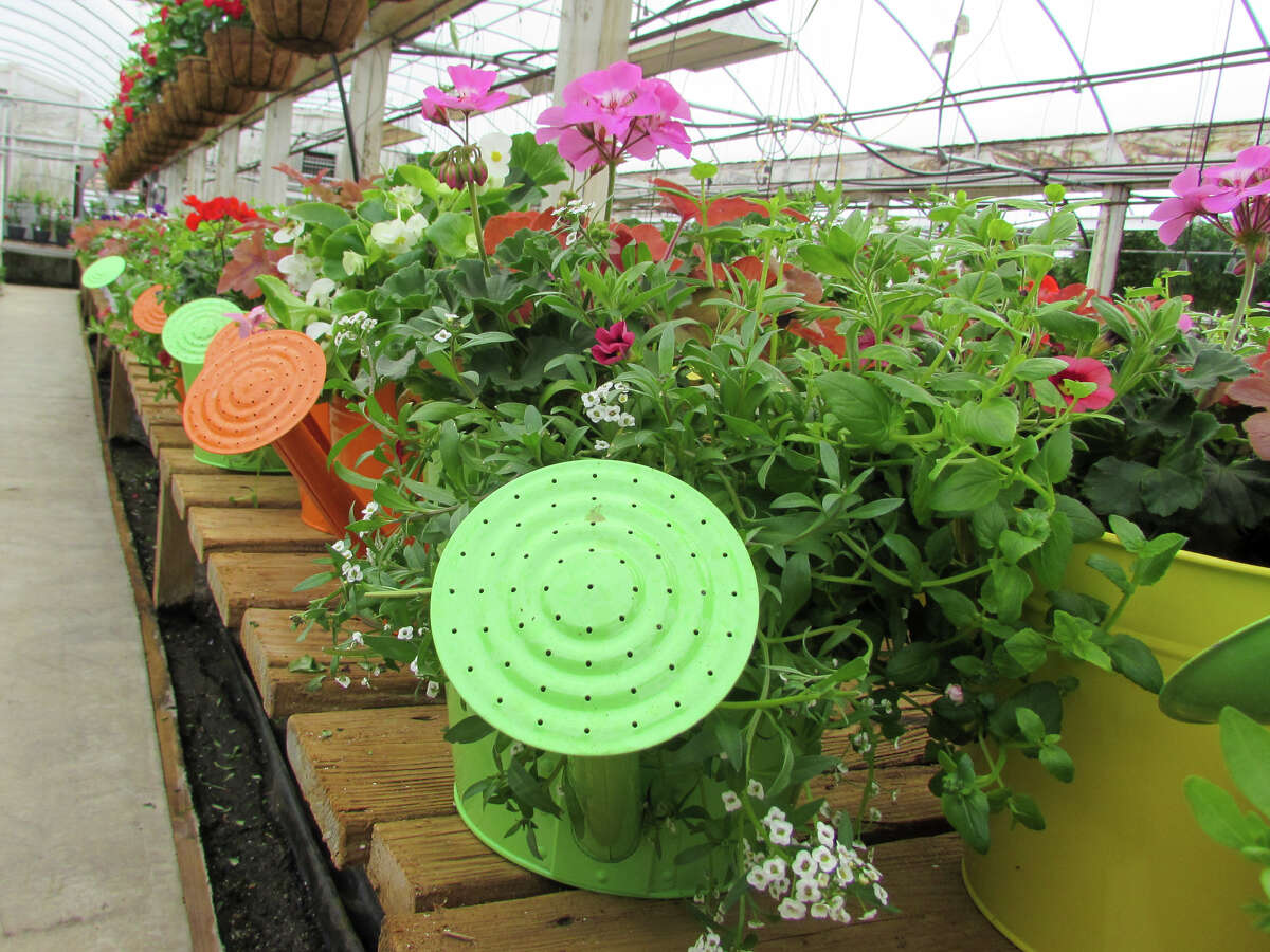 Midland's Roy Kutchey Greenhouse to reopen as Rooted by Keits Friday