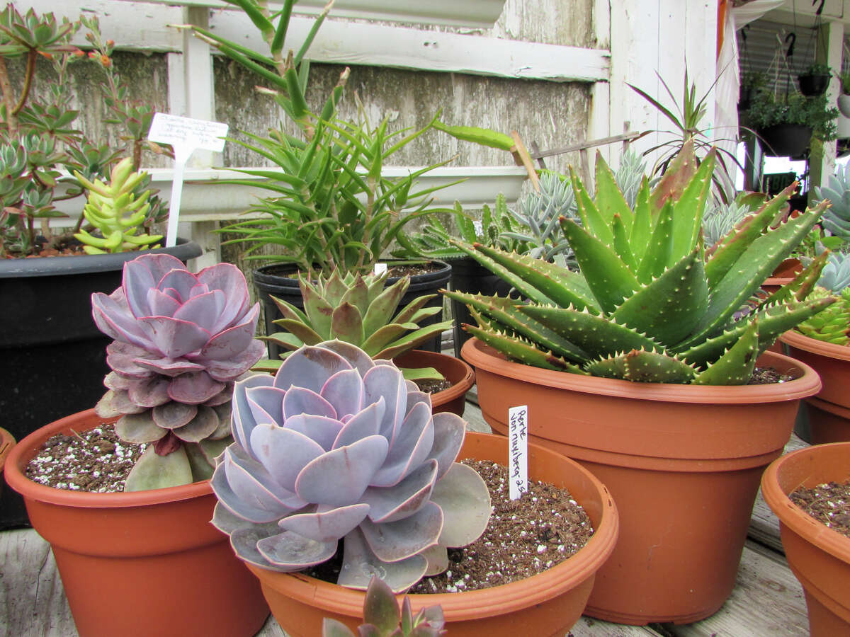 Midland's Roy Kutchey Greenhouse to reopen as Rooted by Keits Friday