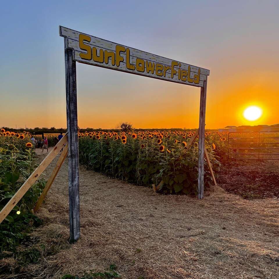 San Antonio's sunflower field Traders Village opens this May