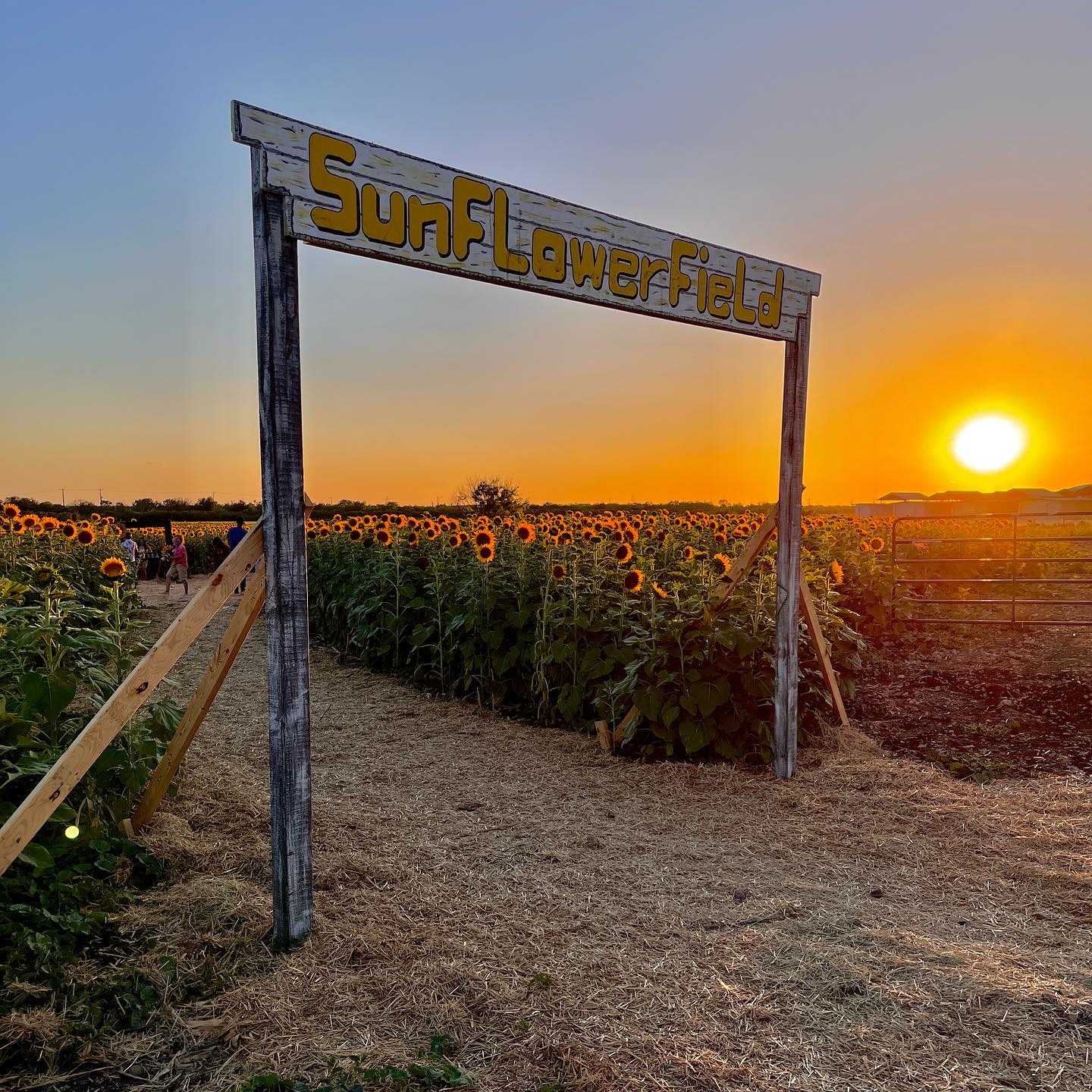 San Antonio's sunflower field Traders Village to bloom in May