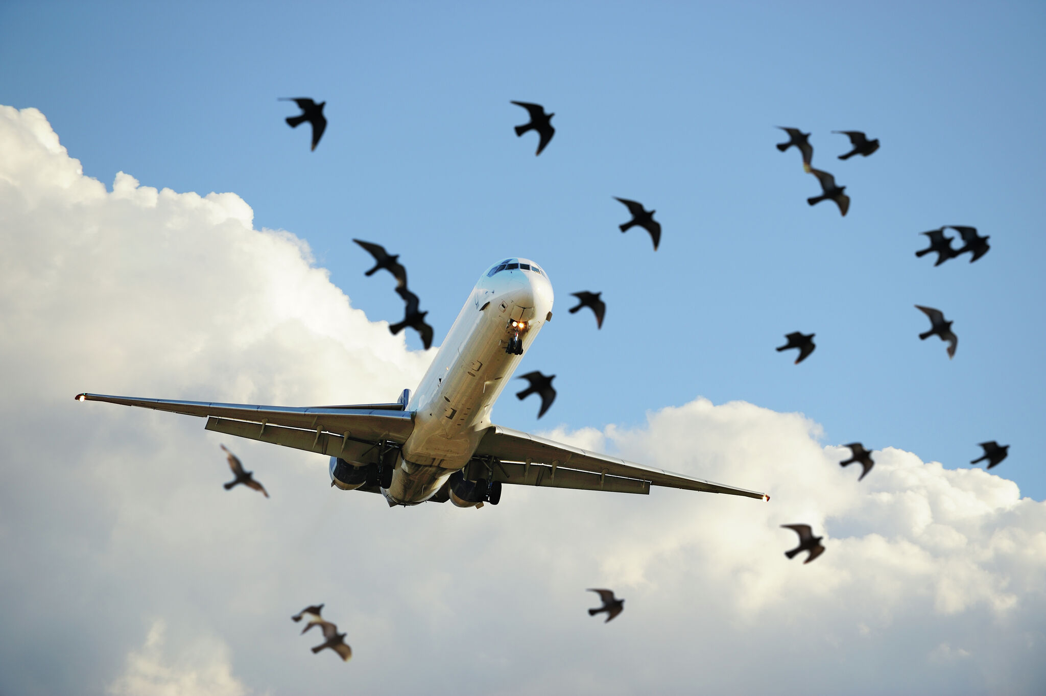 United Airlines bird strikes force emergency landings in Houston - Vimarsana News