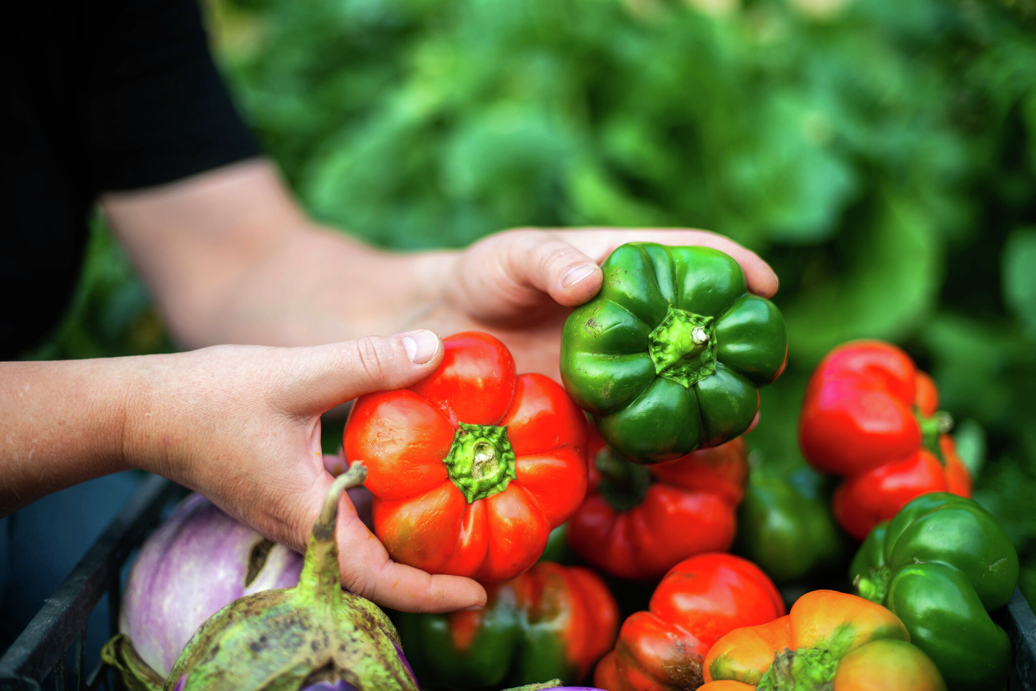 Debunking a report that TX cities rank last for farm fresh foods - Vimarsana News
