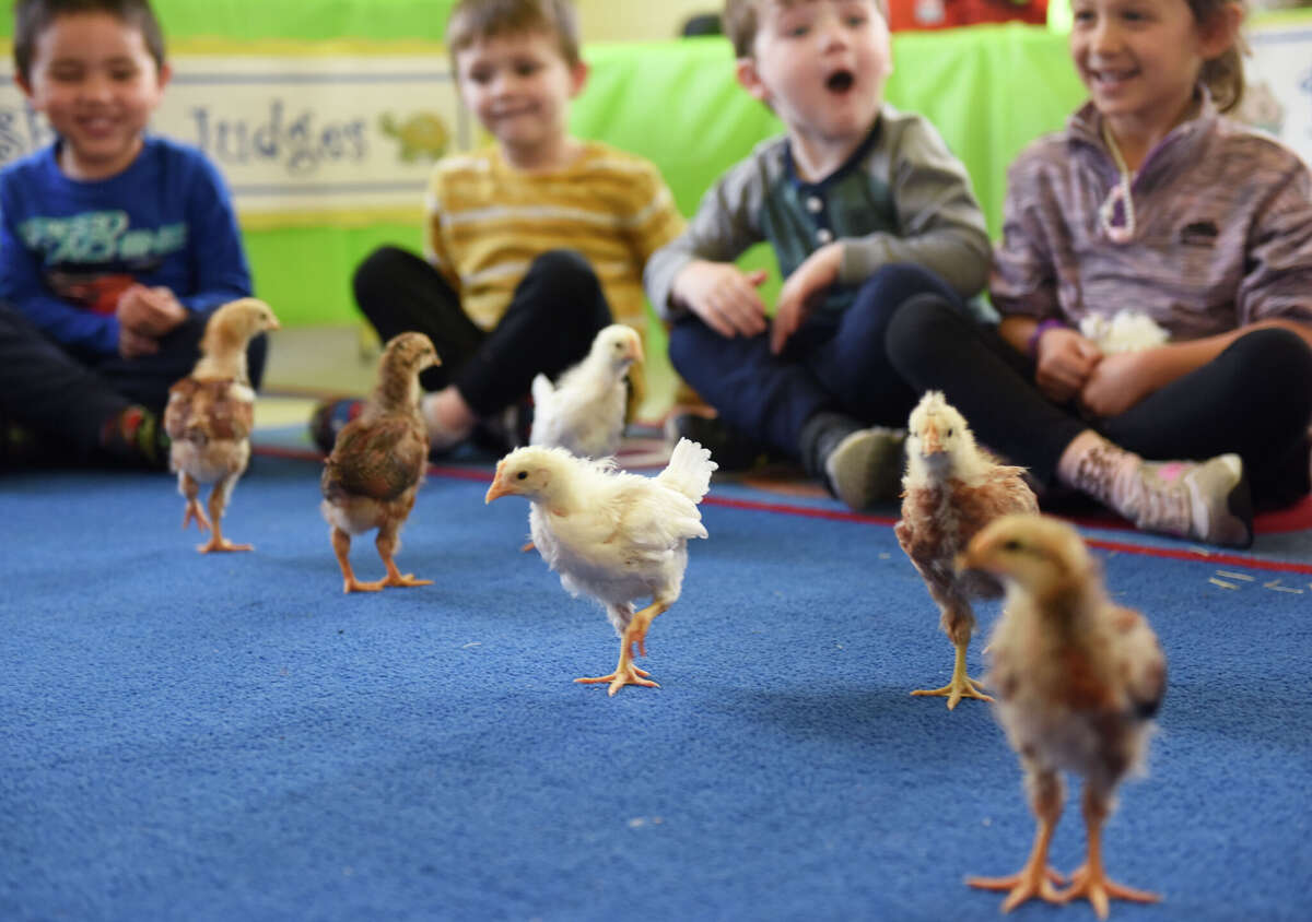 In Photos Greenwich preschool students bring pets to school