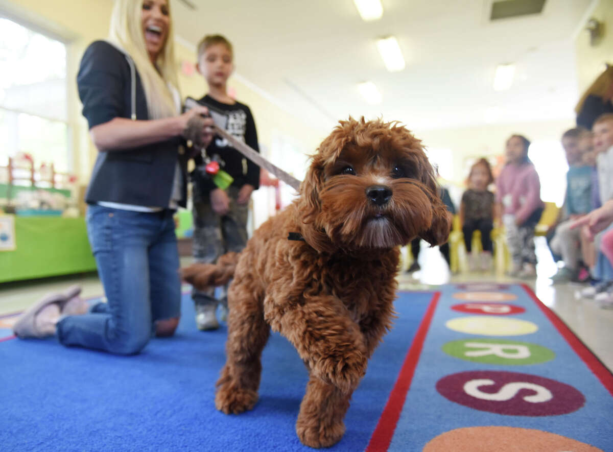 In Photos Greenwich preschool students bring pets to school