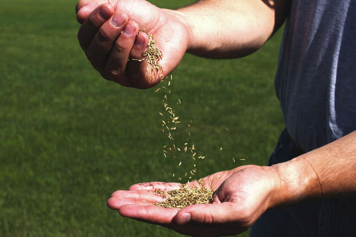 Turf type tall fescue can create a low maintenance lawn