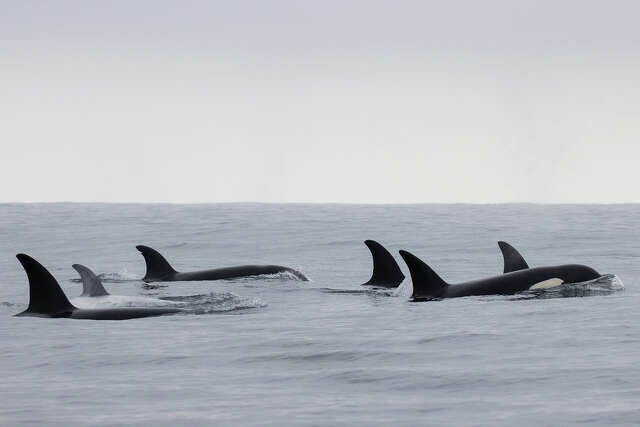Extremely rare white whale spotted off California coast