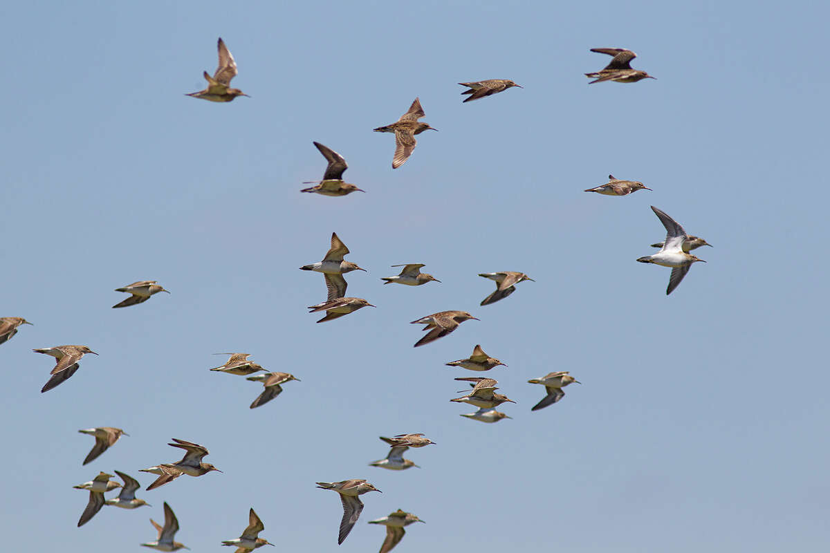 Migratory shorebirds have stamina to fly as far as 10,000 miles