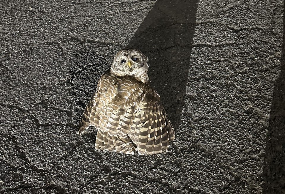 Owl rescued, sent to Weston wildlife refuge after car mishap - Vimarsana News