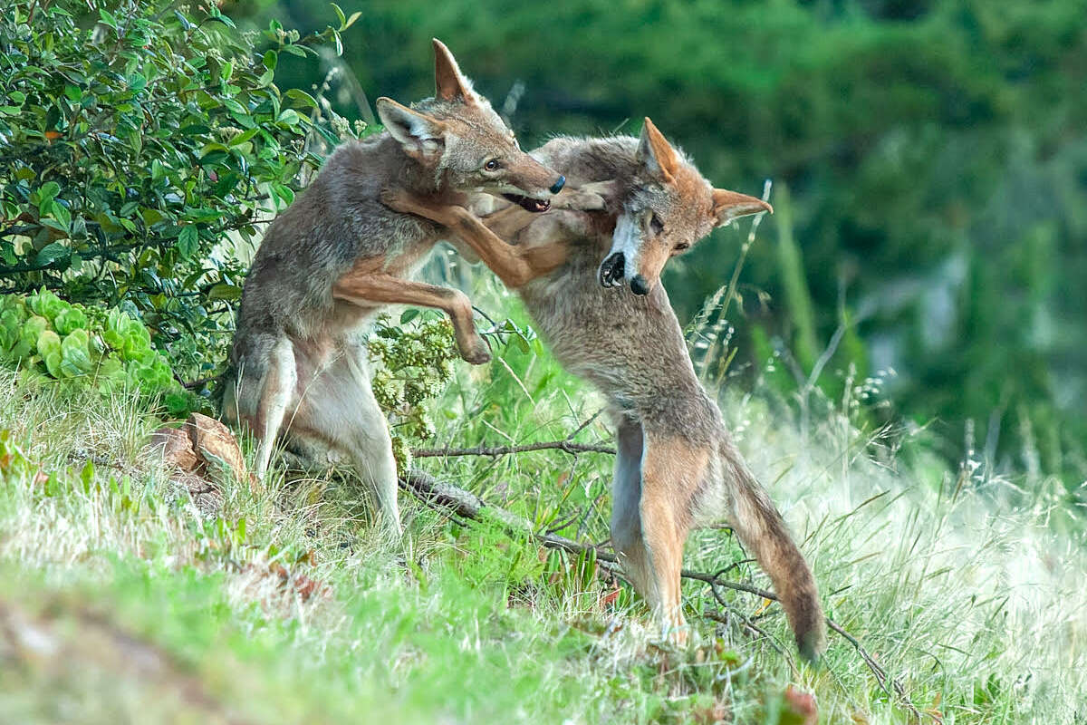 One of Janet Kessler's photos of coyotes in San Francisco. 